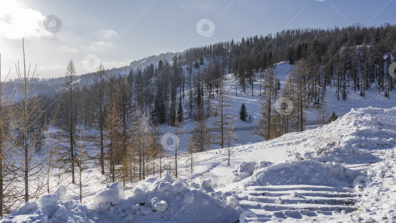 Скачать Лес растет на заснеженных склонах гор.= фотосток Ozero