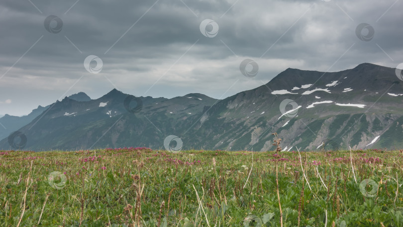 Скачать На альпийском лугу растут полевые цветы и зеленая трава. фотосток Ozero