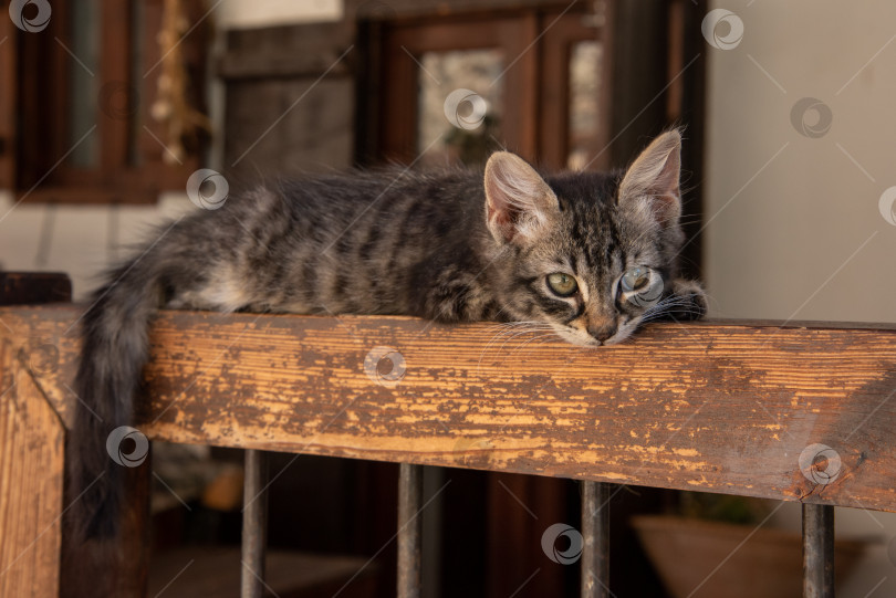 Скачать Котёнок в деревне фотосток Ozero