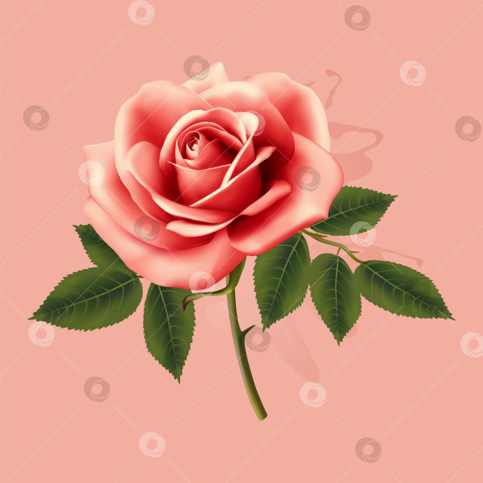 Скачать Векторный рисунок роз, бутонов и листьев. фотосток Ozero