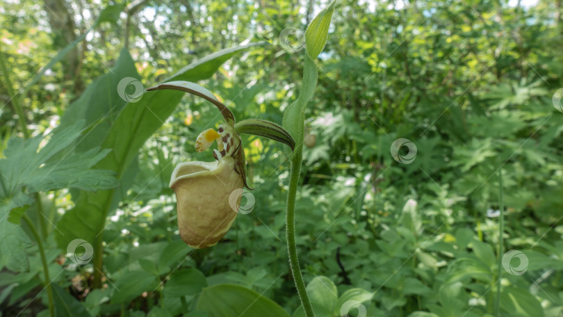 Скачать Дикий цветок Венерин башмачок Ятабе - Cypripedium yatabeanum фотосток Ozero