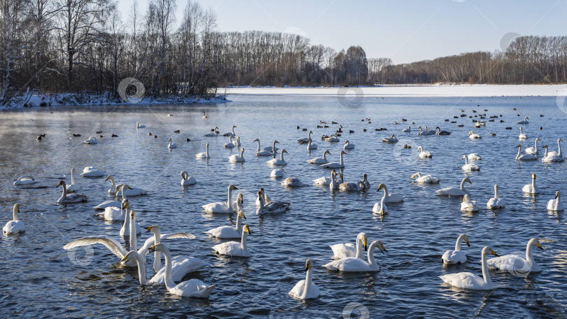 Скачать Стая белых лебедей плавает зимой в незамерзающем озере. фотосток Ozero