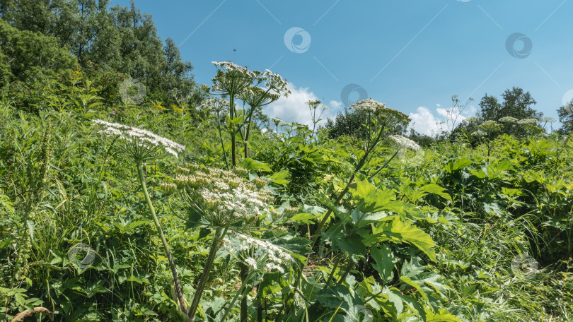 Скачать Борщевик растет на зеленом лугу. фотосток Ozero