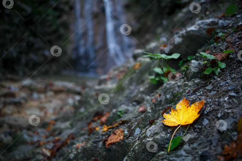 Скачать Осенний желтый лист на фоне водопада фотосток Ozero