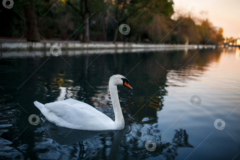 Скачать Белый лебедь на пруду, красивый и грациозный фотосток Ozero