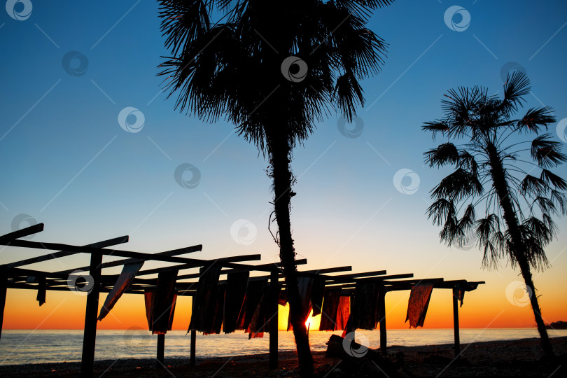 Скачать Силуэты пальм на берегу моря на фоне заката. Пляж фотосток Ozero