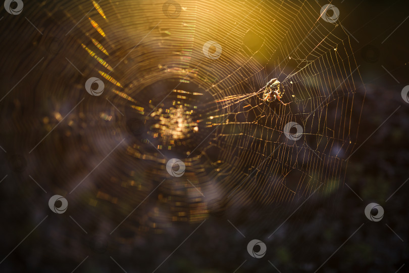 Скачать Паук в паутине на солнце, в лесу фотосток Ozero
