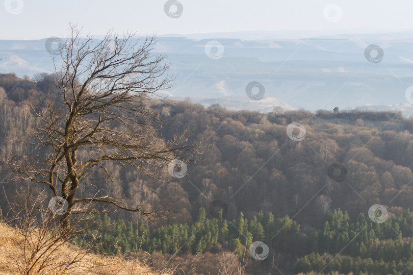 Скачать Дерево над пропастью. фотосток Ozero