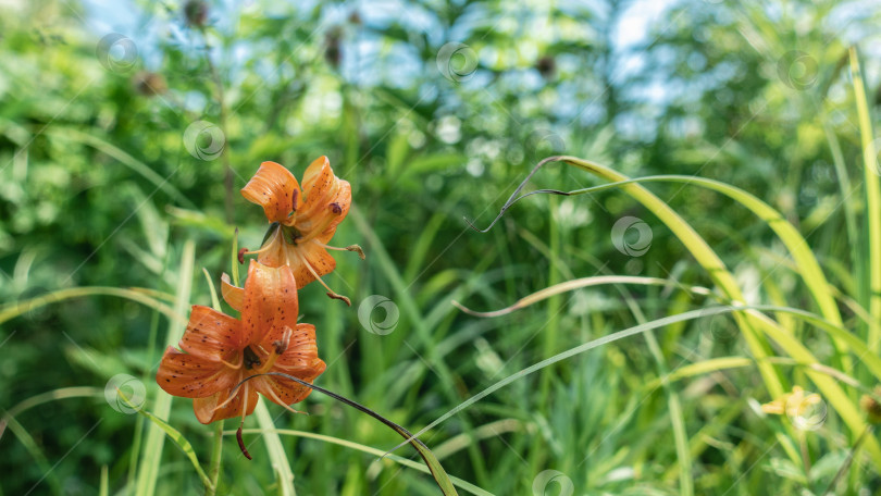 Скачать Яркий полевой цветок Саранка Лилия Мартагон фотосток Ozero
