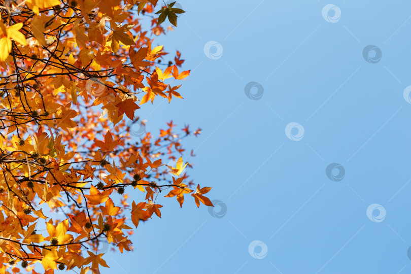 Скачать Осенняя листва, старые оранжевые кленовые листья, сухая листва деревьев, мягкий фокус, осенний сезон, смена природы, яркий мягкий солнечный свет фотосток Ozero
