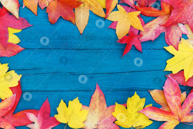Скачать Осенью опавшие сухие листья желтого, красного, оранжевого цветов выстилают периметр рамы на старой деревянной доске бледно-голубого цвета. фотосток Ozero