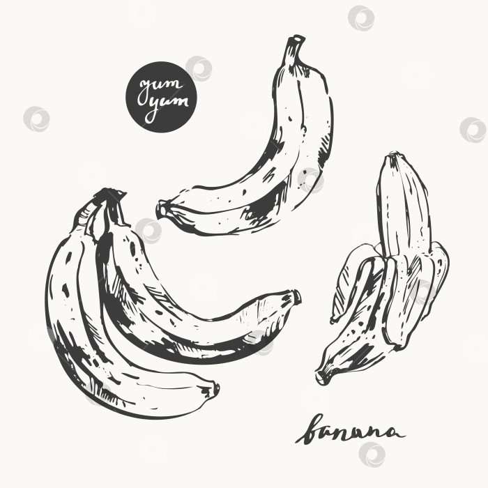 Скачать Тропический сладкий банан, очищенный банан, рисунок фруктовой грозди фотосток Ozero