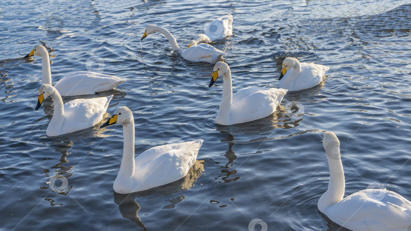 Скачать Стая лебедей плавает по озеру. фотосток Ozero