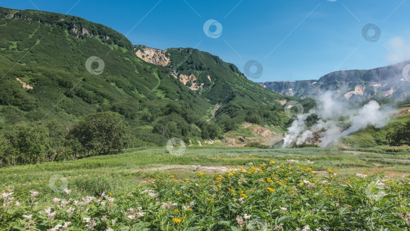 Скачать На лугу растут яркие полевые цветы и зеленая трава. фотосток Ozero