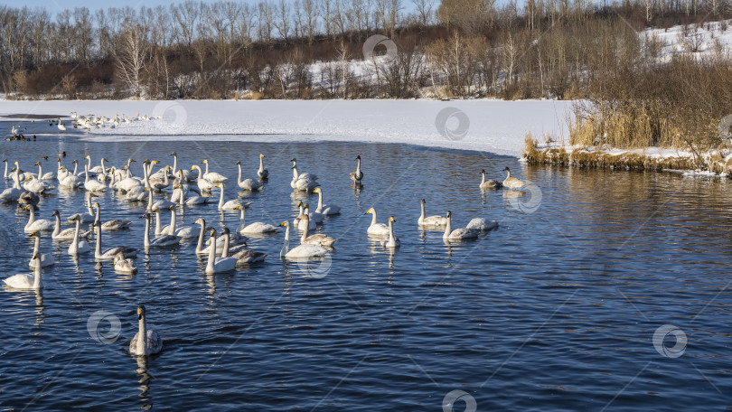 Скачать Стая грациозных белых лебедей плавает в незамерзающем озере. фотосток Ozero