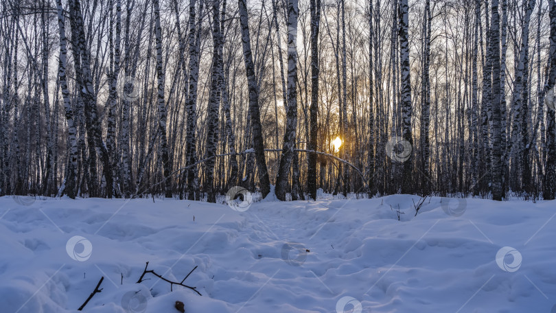 Скачать Восходящее солнце просвечивает сквозь стволы деревьев. фотосток Ozero