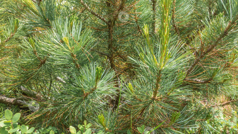 Скачать Кедровый стланик, Pinus pumila крупным планом. фотосток Ozero