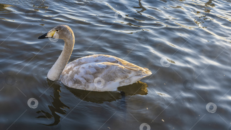 Скачать В озере плавает пестрый серо-белый лебедь. фотосток Ozero