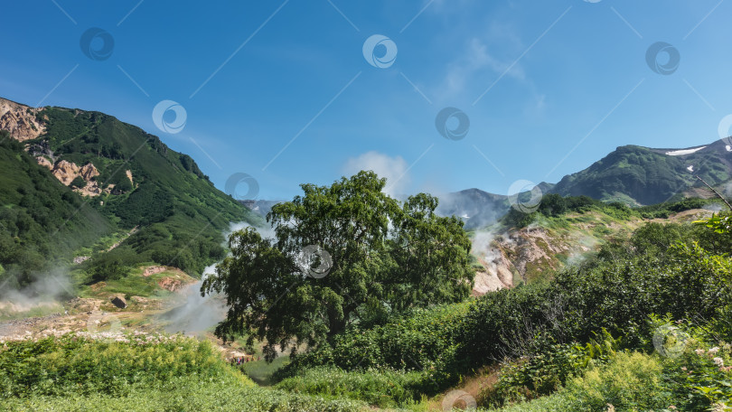 Скачать В долине гейзеров пышная зеленая растительность. фотосток Ozero