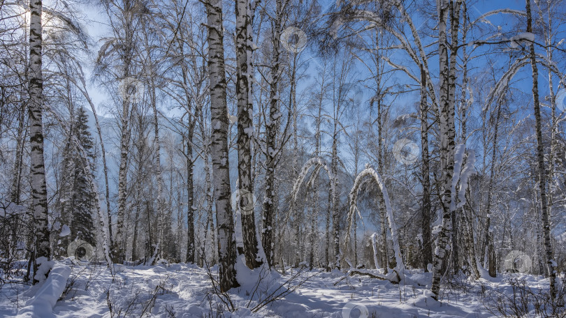 Скачать Зимний лес. Березы и ели в сугробах на фоне голубого неба. фотосток Ozero