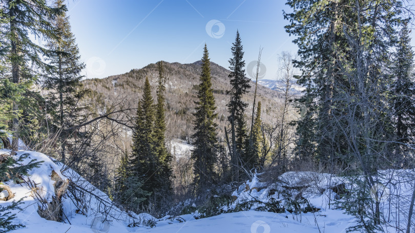 Скачать Хвойные деревья растут в заснеженном лесу. фотосток Ozero