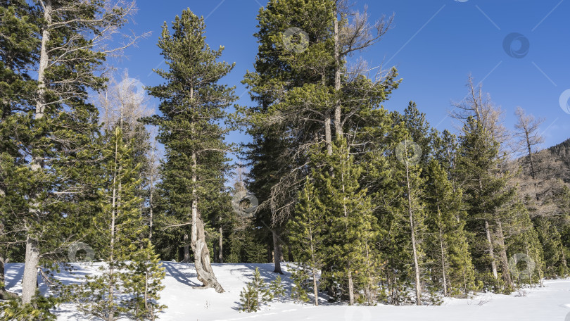 Скачать Зимний хвойный лес. Вечнозеленые деревья на фоне голубого неба. фотосток Ozero