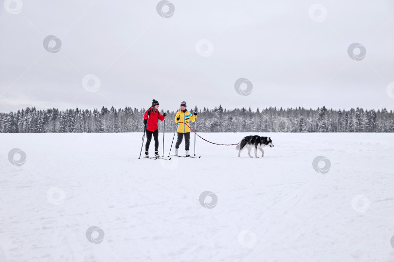 Скачать две женщины-лыжницы с собакой породы хаски на фоне зимнего пейзажа фотосток Ozero