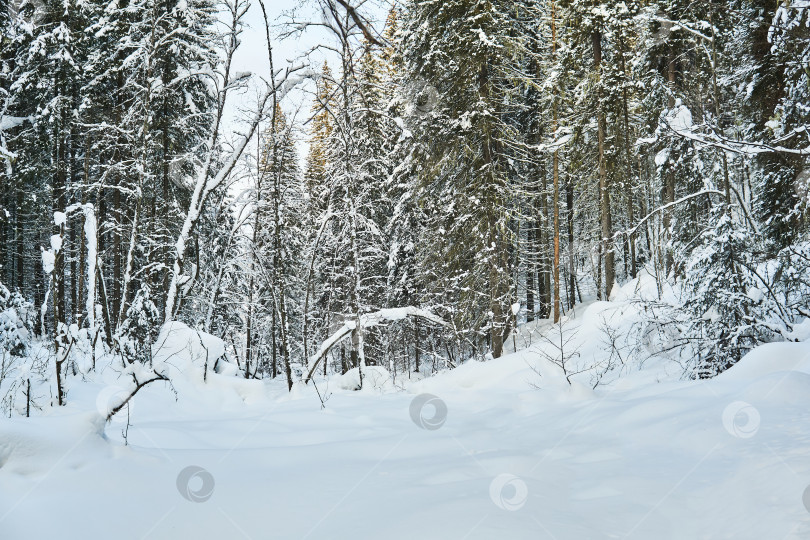 Скачать зимний лесной заснеженный пейзаж фотосток Ozero