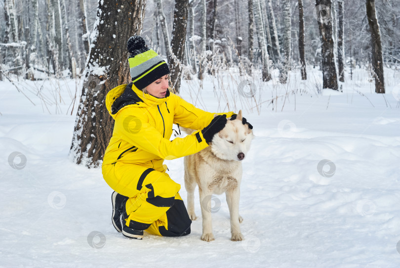 Скачать женщина гладит собаку породы хаски в зимнем лесу фотосток Ozero