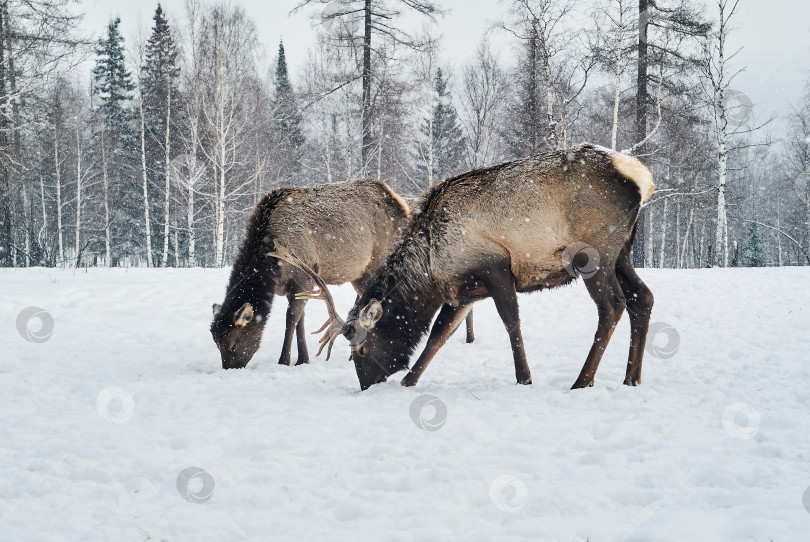 Скачать два оленя-марала пасутся зимой на поляне в лесу фотосток Ozero