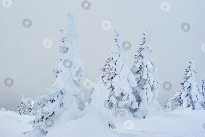 Скачать зимний горный пейзаж - заснеженный лес в морозной дымке фотосток Ozero