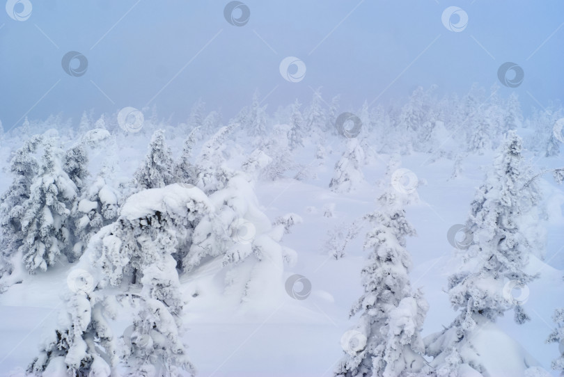 Скачать заснеженный лесистый горный перевал во время снежной бури фотосток Ozero