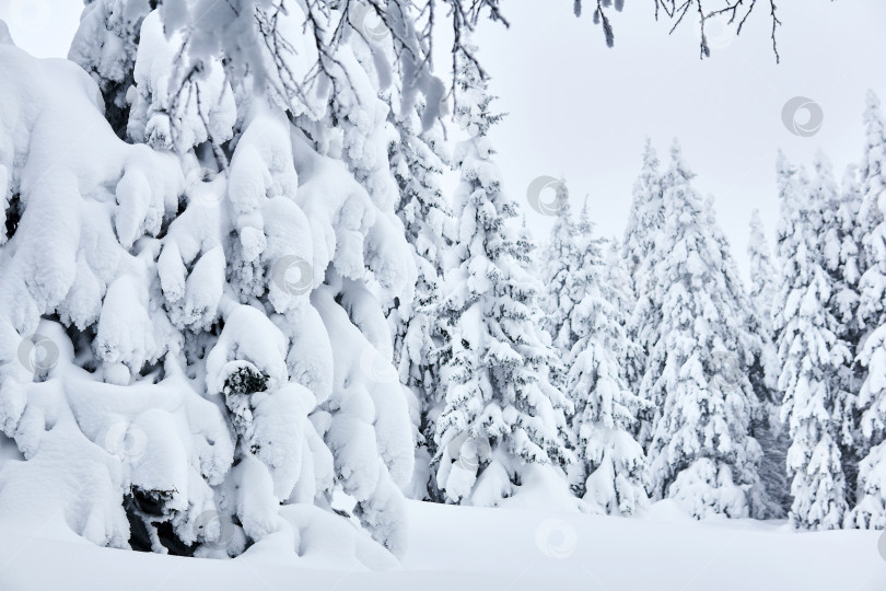 Скачать зимний лес после сильного снегопада фотосток Ozero