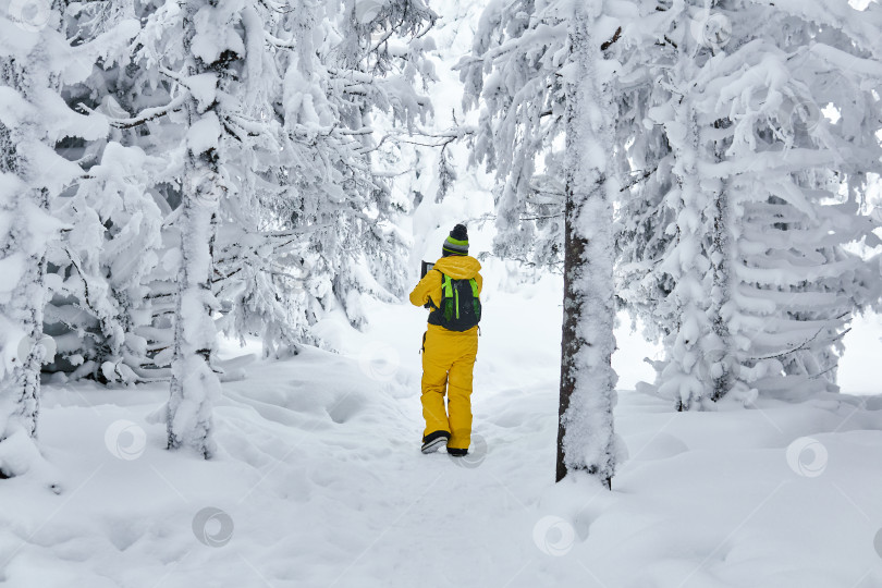 Скачать женщина-туристка прогуливается по зимнему лесу, заглядывая в ручную кладь фотосток Ozero