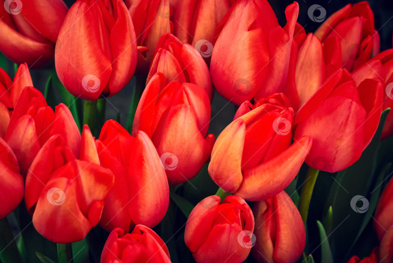 Скачать цветочный фон - алые тюльпаны фотосток Ozero