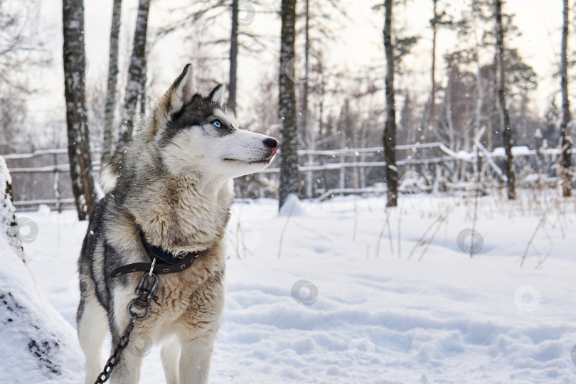 Скачать Собака породы хаски на поводке мечтательно смотрит вдаль зимой фотосток Ozero