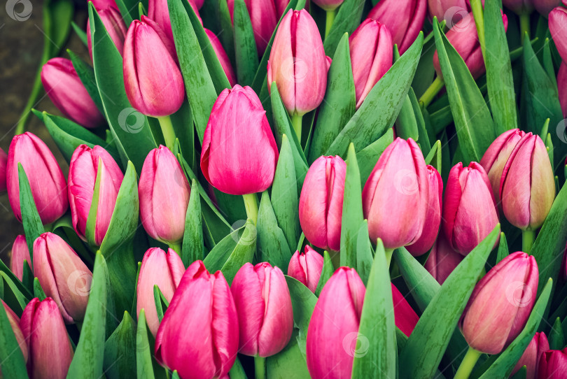 Скачать цветочный фон - розовые тюльпаны фотосток Ozero