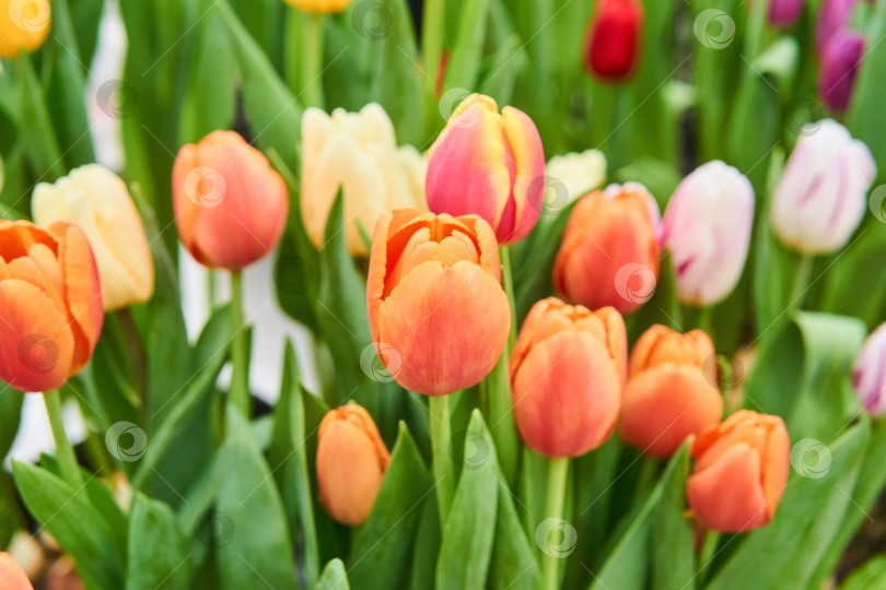 Скачать цветочный фон - оранжевые тюльпаны фотосток Ozero