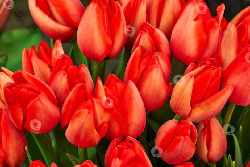 Скачать цветочный фон - огненно-красные тюльпаны фотосток Ozero