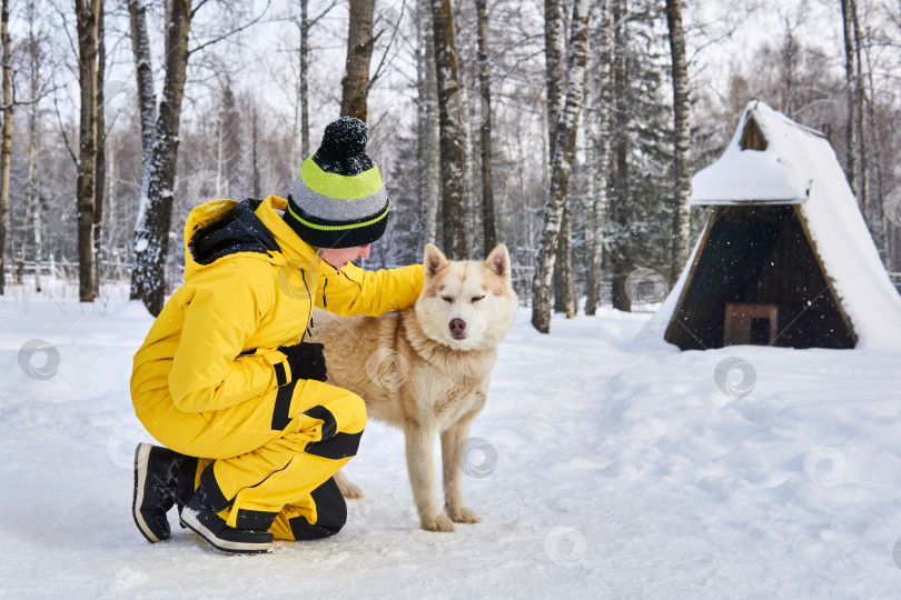 Скачать женщина гладит собаку породы хаски в зимнем лесу фотосток Ozero