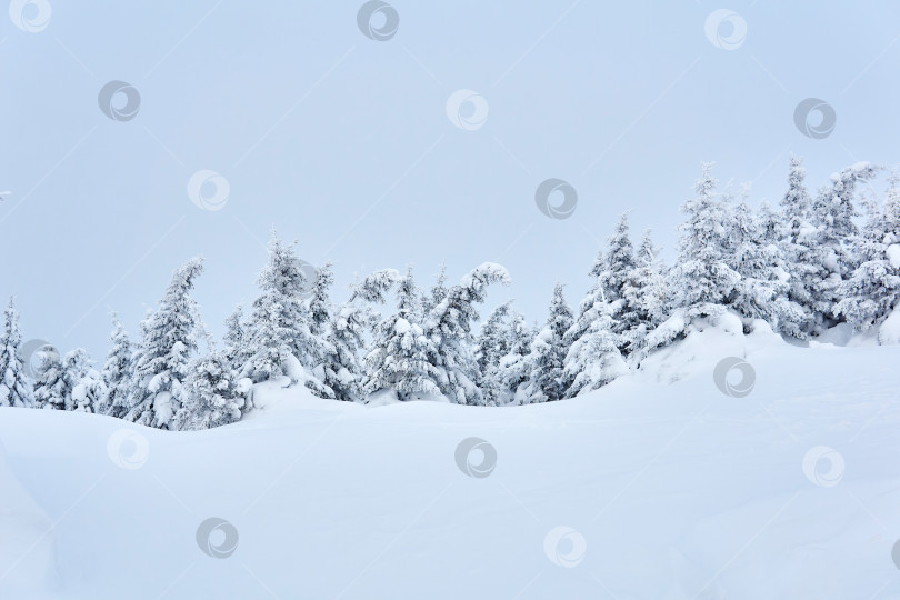 Скачать зимний горный пейзаж - заснеженный лес фотосток Ozero