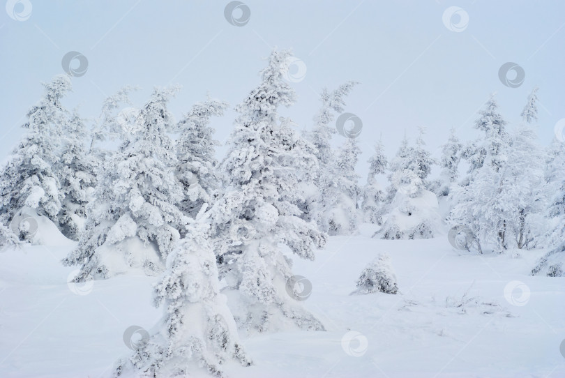 Скачать зимний горный пейзаж - заснеженный кривой лес фотосток Ozero