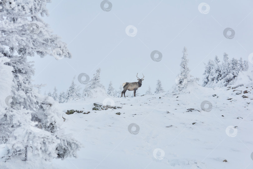 Скачать олень в зимнем горном лесу фотосток Ozero