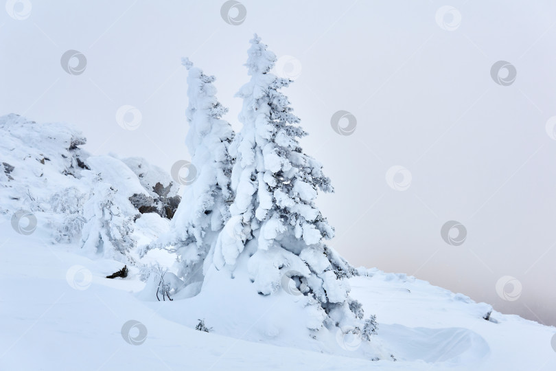 Скачать заснеженные ели на склоне зимней горы фотосток Ozero