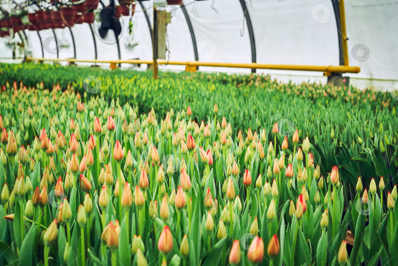 Скачать плантация тюльпанов в теплице фотосток Ozero