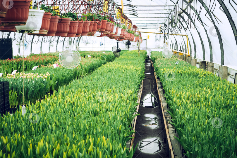 Скачать интерьер промышленной теплицы, в которой выращивают тюльпаны фотосток Ozero