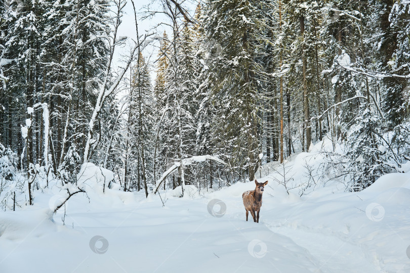 Скачать детеныш оленя на тропе в зимнем лесу фотосток Ozero
