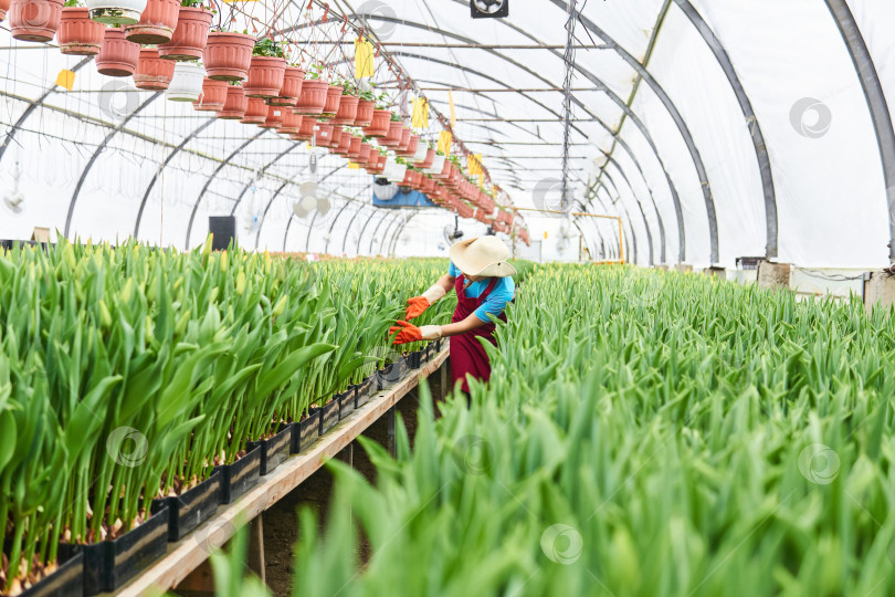 Скачать работница осматривает растущие тюльпаны в теплице фотосток Ozero