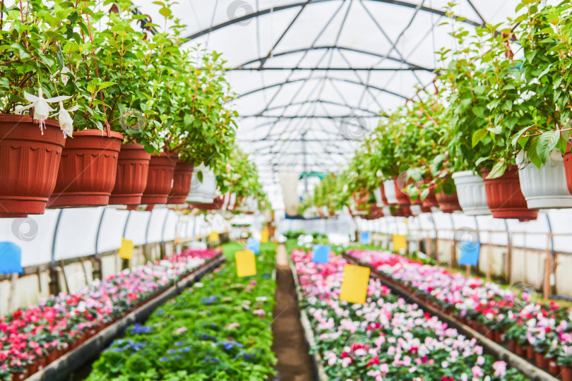 Маленькая комнатная мини-теплица - Respana Table Greenhouse - серый антрацит -