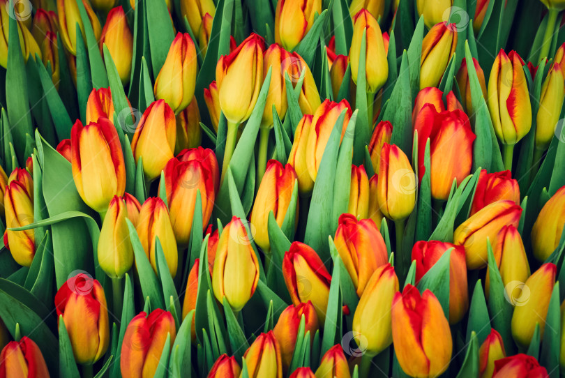 Скачать цветочный фон - желто-красные тюльпаны фотосток Ozero